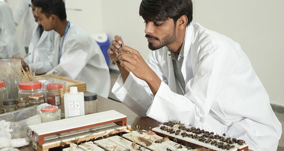 Unravel the secrets of the insect world with our entomology lab